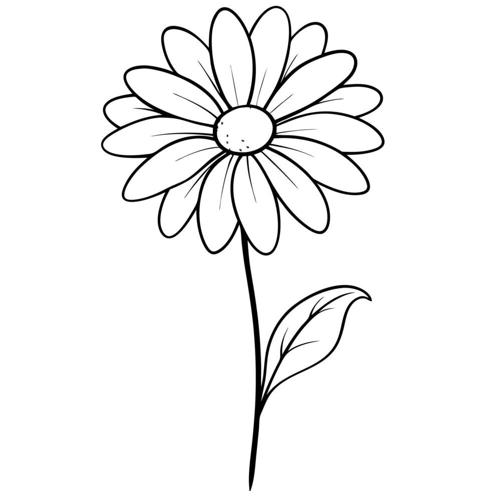 chamomile, illustration line art vector