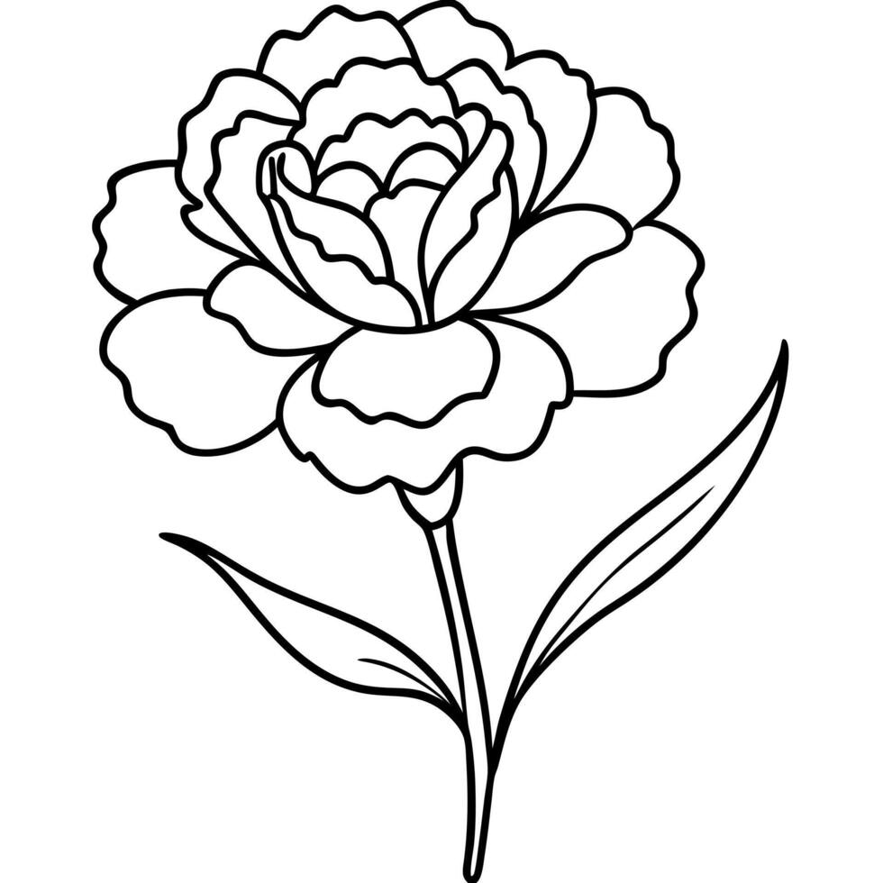 carnation flower illustration, illustration line art vector