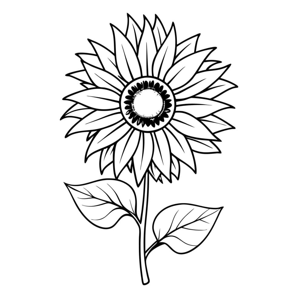 sun flower, illustration line art vector