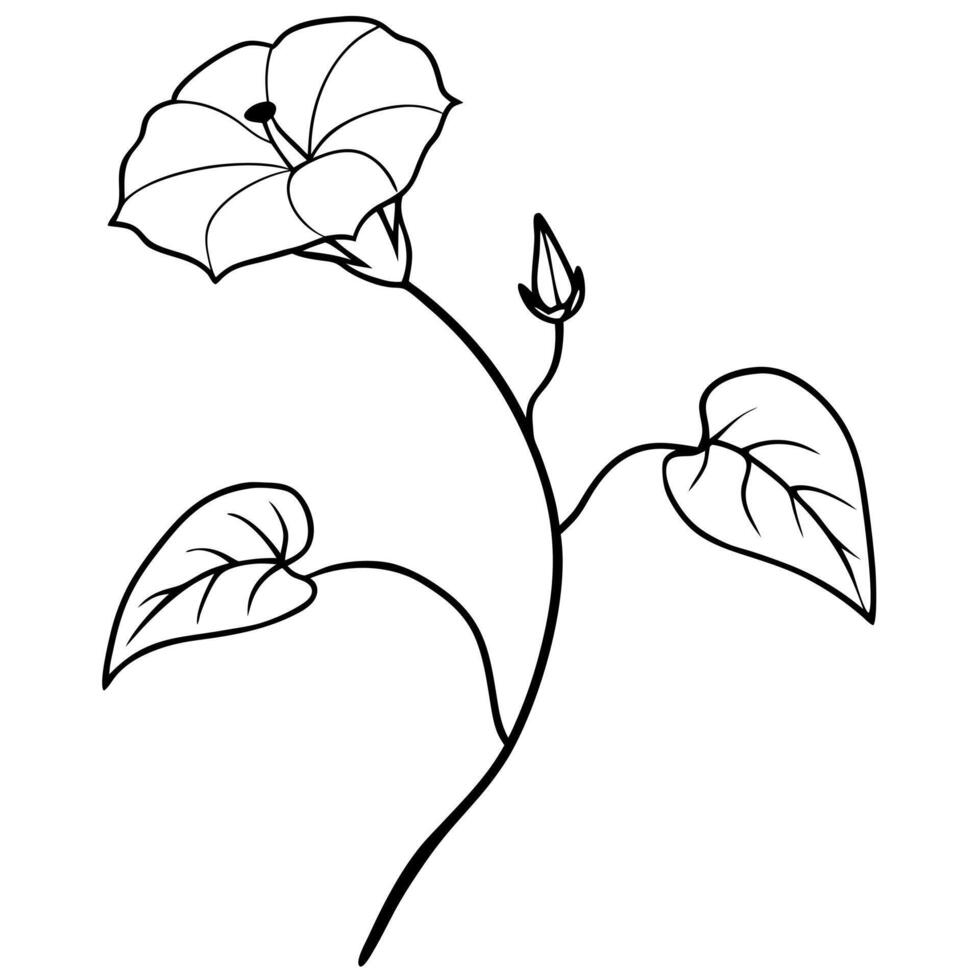 morning glory with a long branch with leaf and buds 2 big flower and 2 buds and 3 leaf, vector