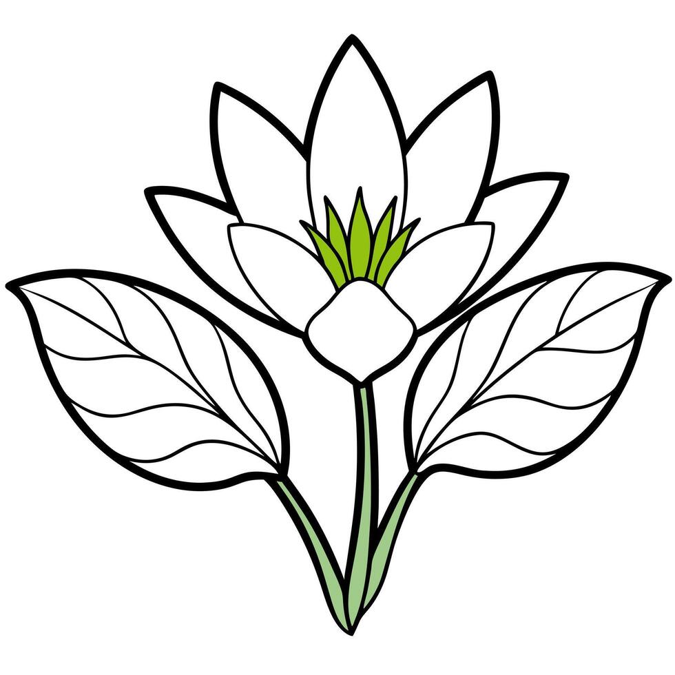 illustrate the bloodroot with its striking, white, cup-shaped flowers that bloom early in the vector