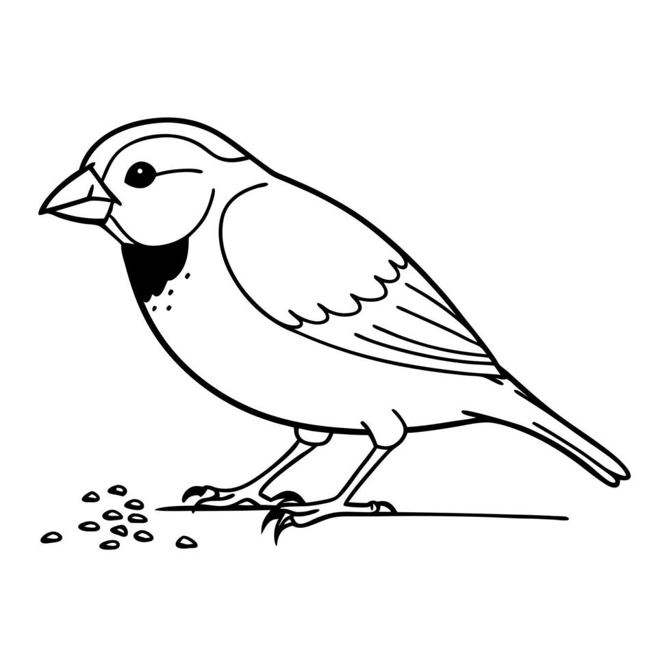 a finch bird is eating its food, illustration line art vector