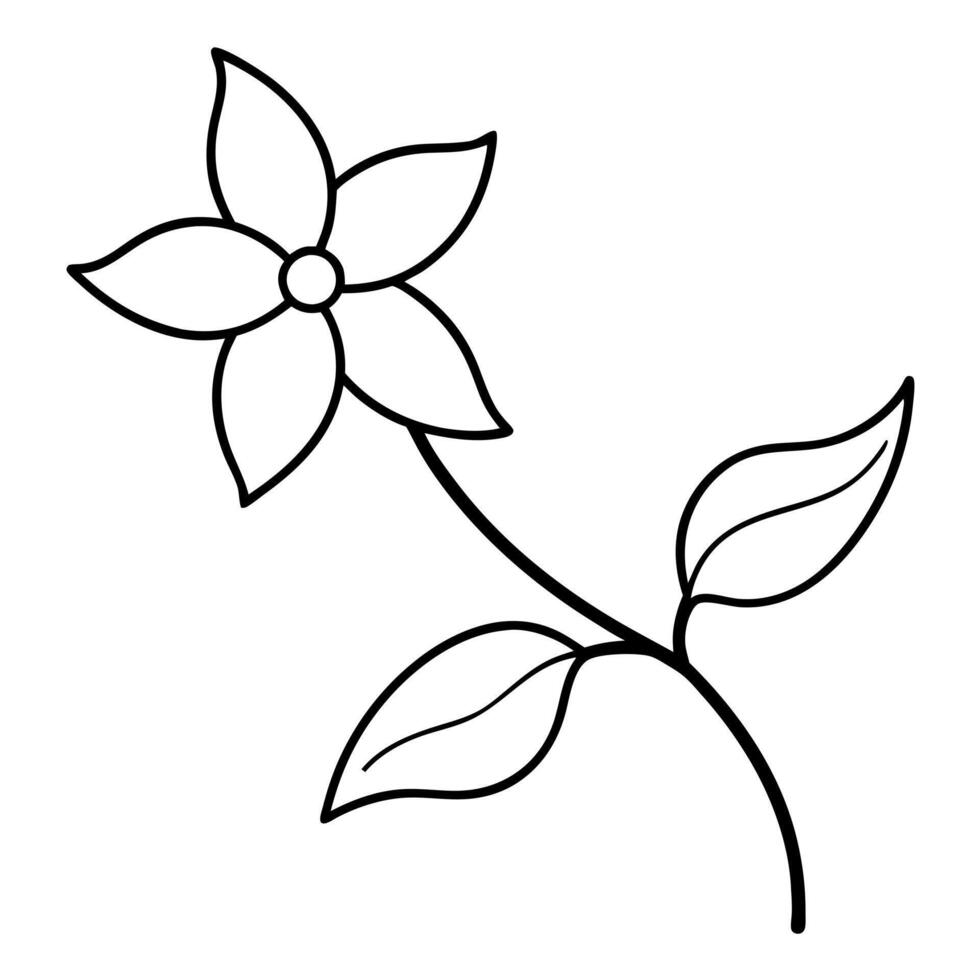 jasmine flower branch, illustration line art vector