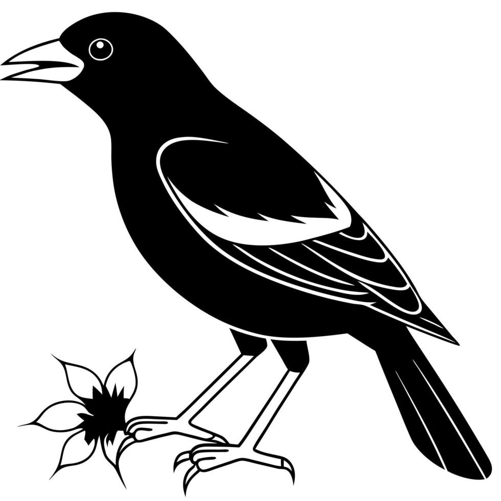 a oriole bird is eating its food, illustration line art vector