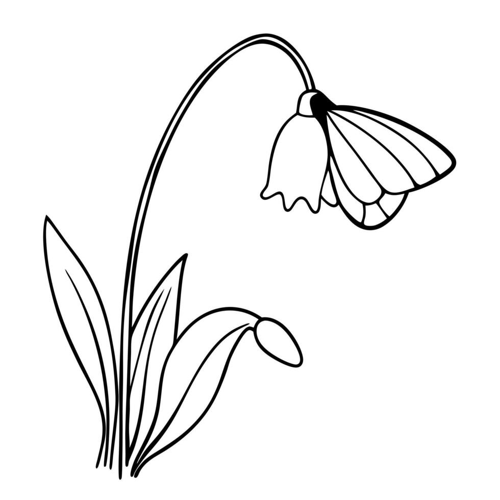 a butterfly is extracting nectar from a snowdrop flower, illustration line art vector