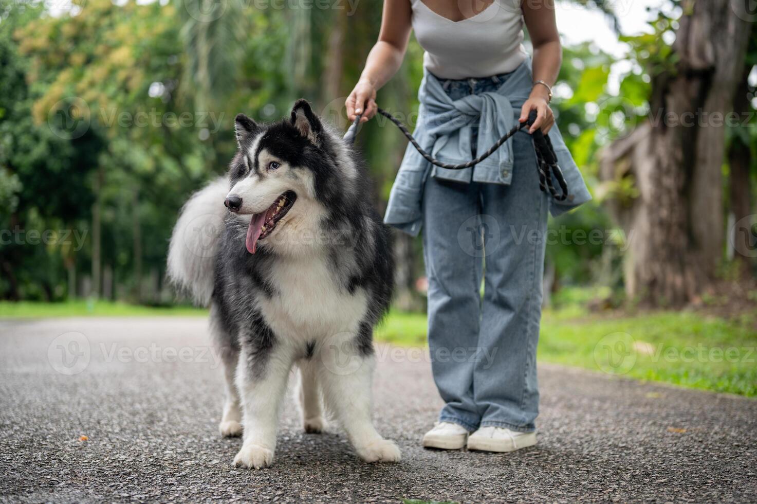 A beautiful Siberian husky dog on a leash with its owner walking together in a green park. photo