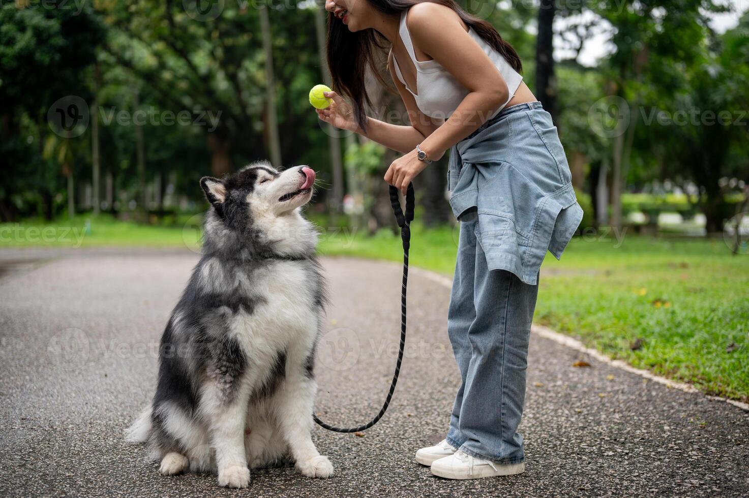 A female dog owner is training her Siberian husky with a ball, teaching it to sit, wait, and obey. photo