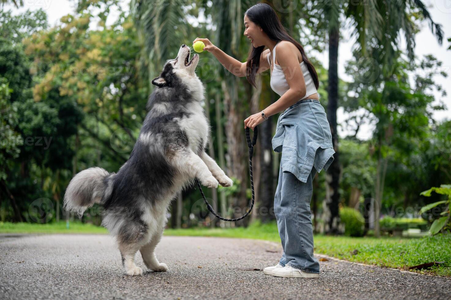 A playful Siberian husky dog is jumping to get a ball, playing with its owner in a park. photo
