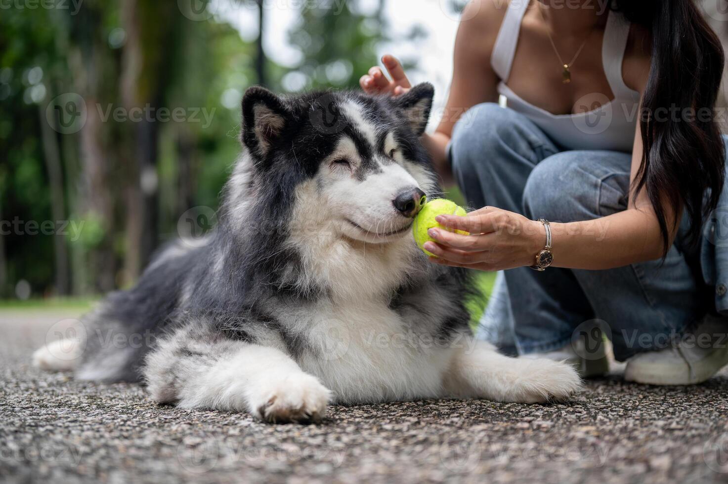 A beautiful Siberian husky dog lying on the street and playing a tennis ball with its owner. photo