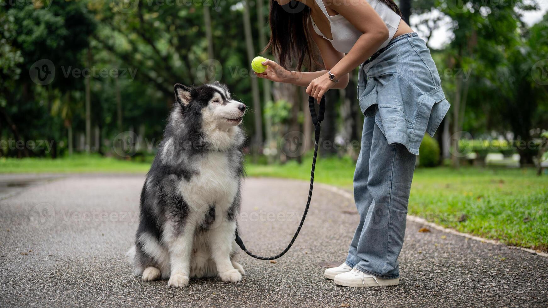 A female dog owner is training her Siberian husky with a ball, teaching it to sit, wait, and obey. photo