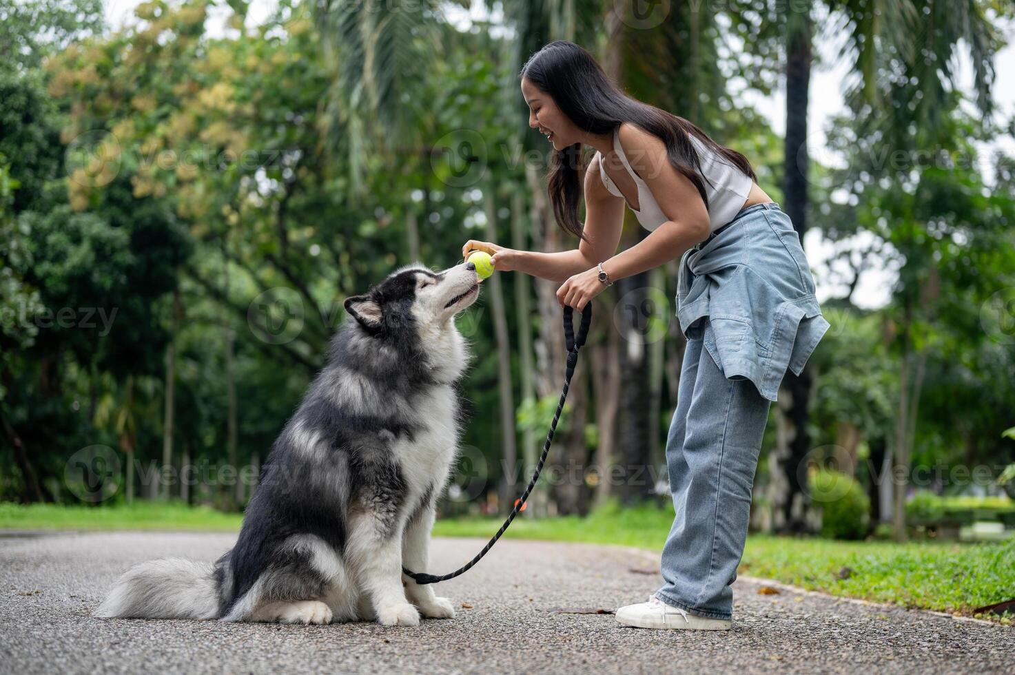 A female dog owner is training her Siberian husky with a ball, teaching it to sit, wait, and obey. photo