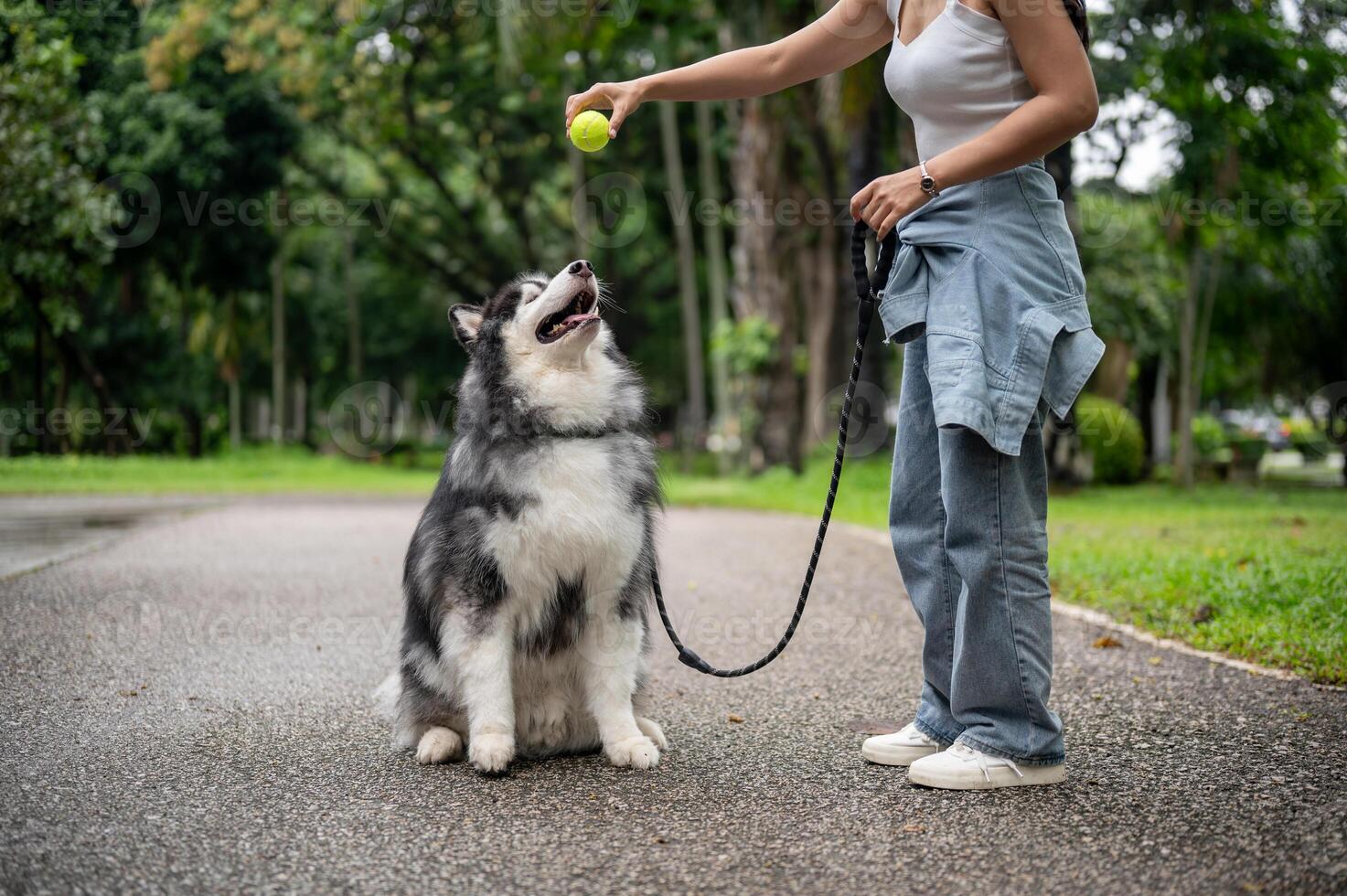 A female dog owner is training her Siberian husky with a ball, teaching it to sit, wait, and obey. photo