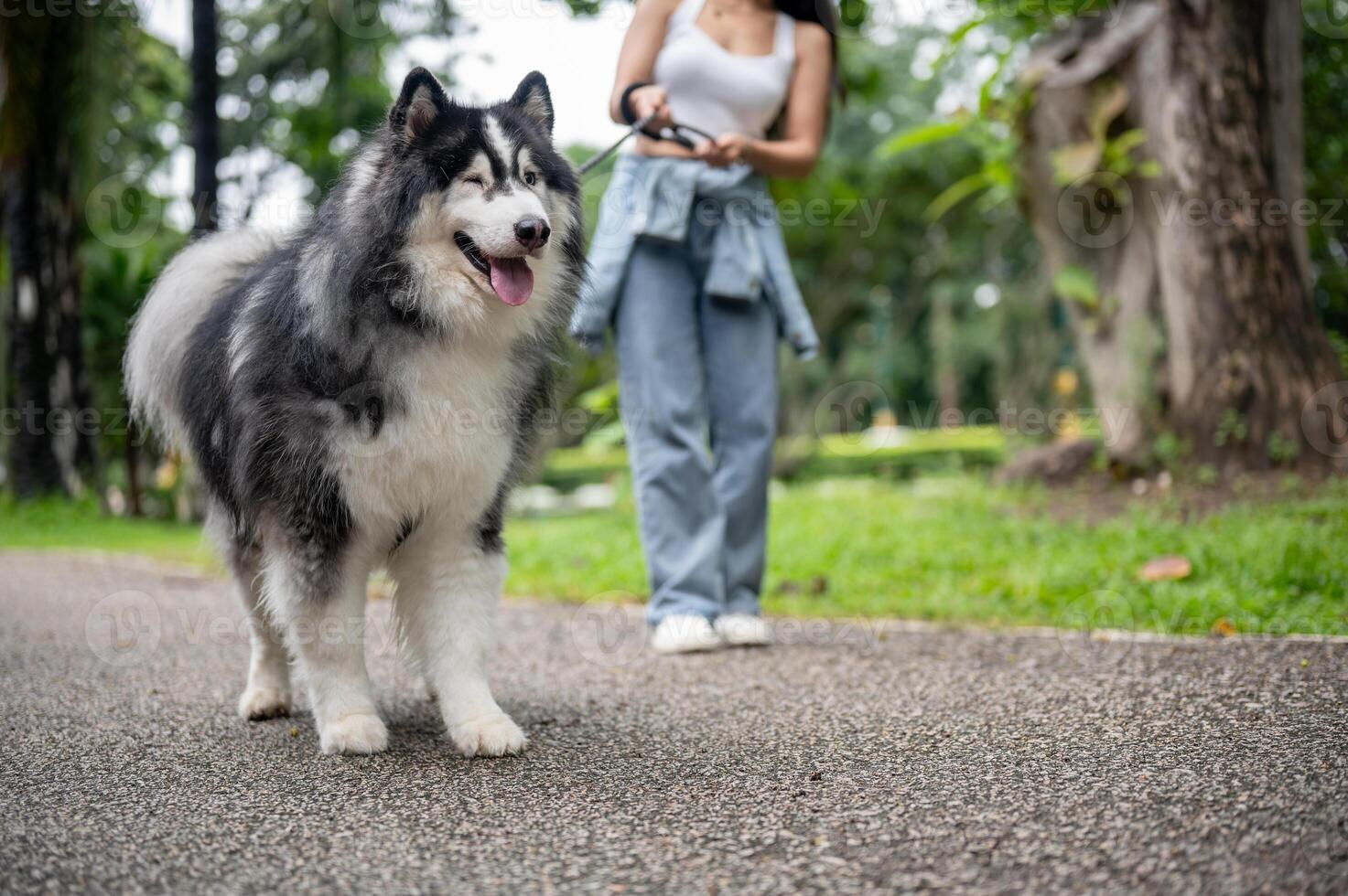 A woman is training her dog while walking it on a leash in a green park. photo