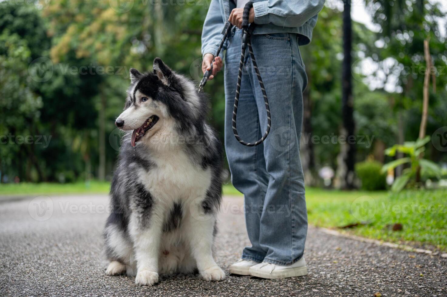 A healthy, fluffy Siberian husky dog is walking on a leash with its owner in a green park. photo