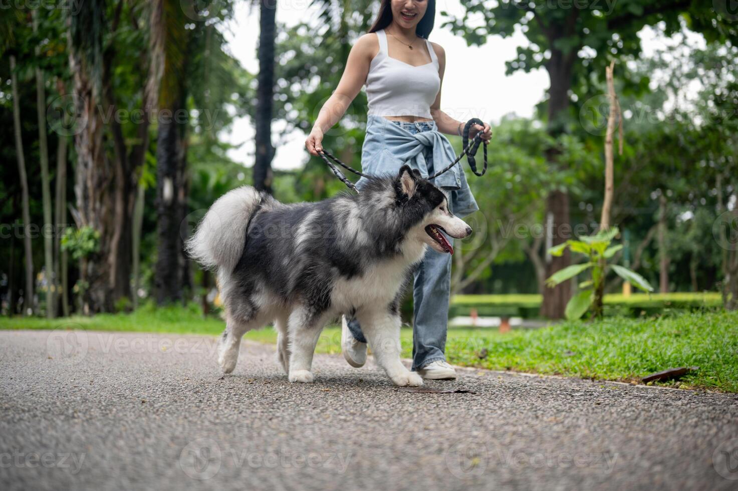 A healthy, fluffy Siberian husky is walking on a leash alongside its owner in a green park. photo