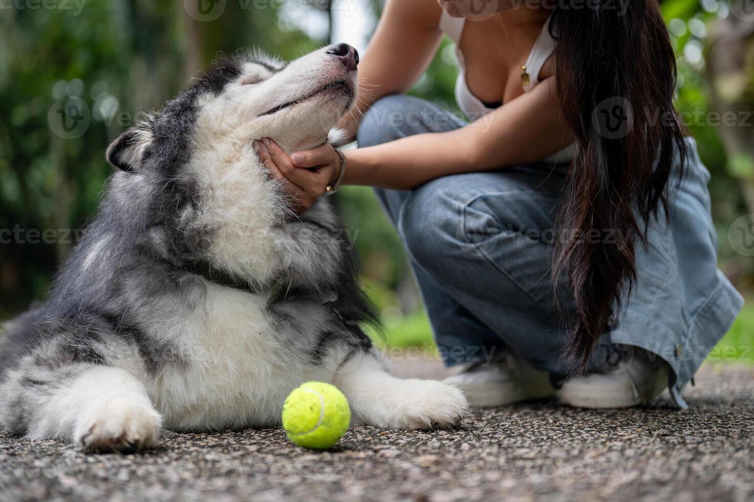 A playful Siberian husky dog lying on the street in a park and playing with a ball and its owner. photo