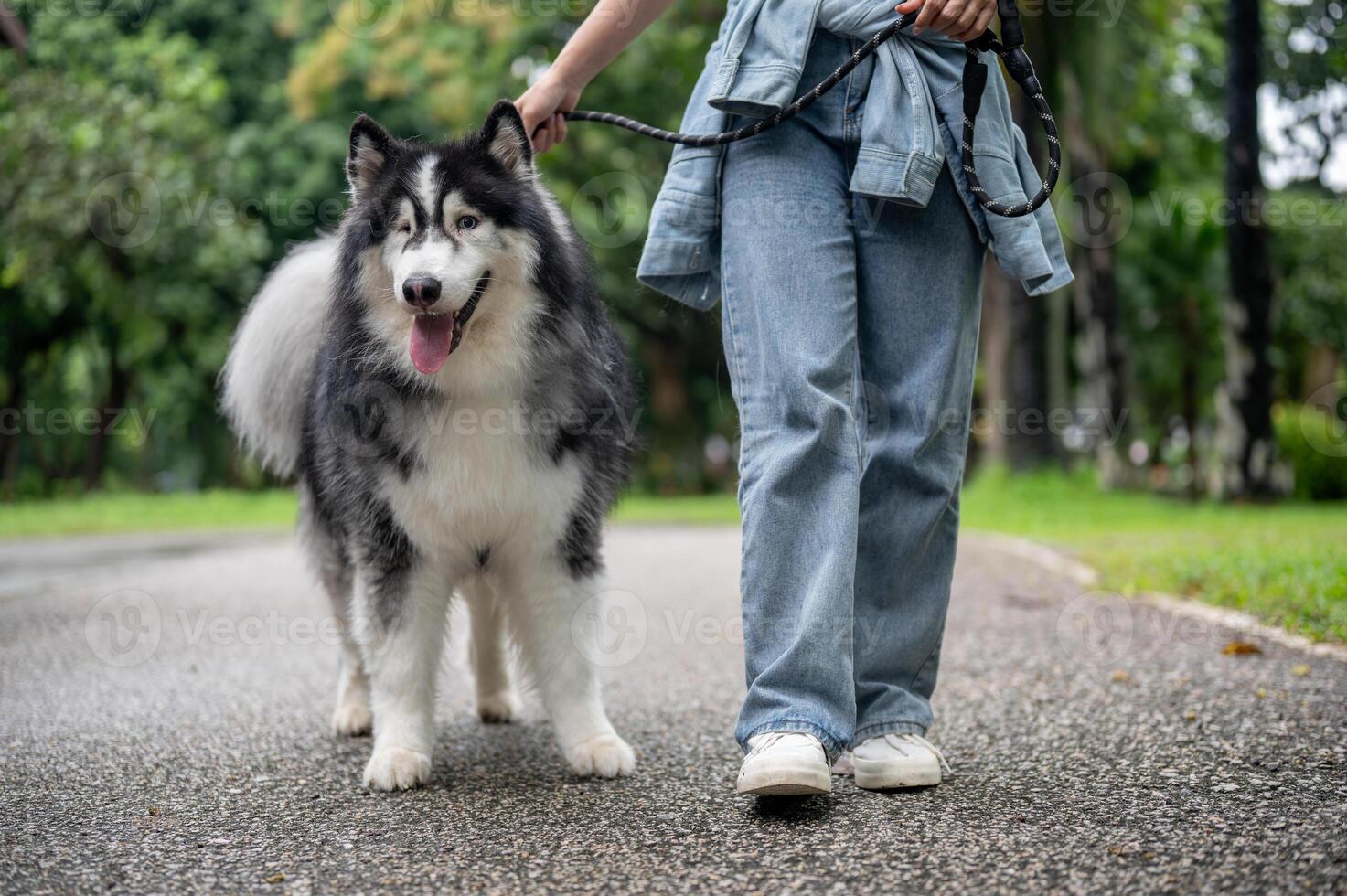 A woman is training her dog while walking it on a leash in a green park. photo