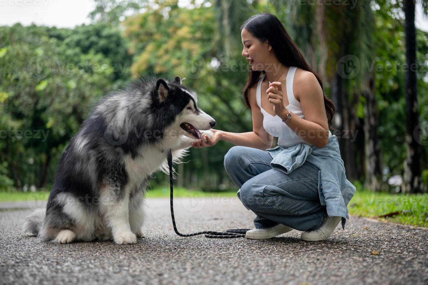 A smart and cute Siberian husky giving a handshake with the owner. photo