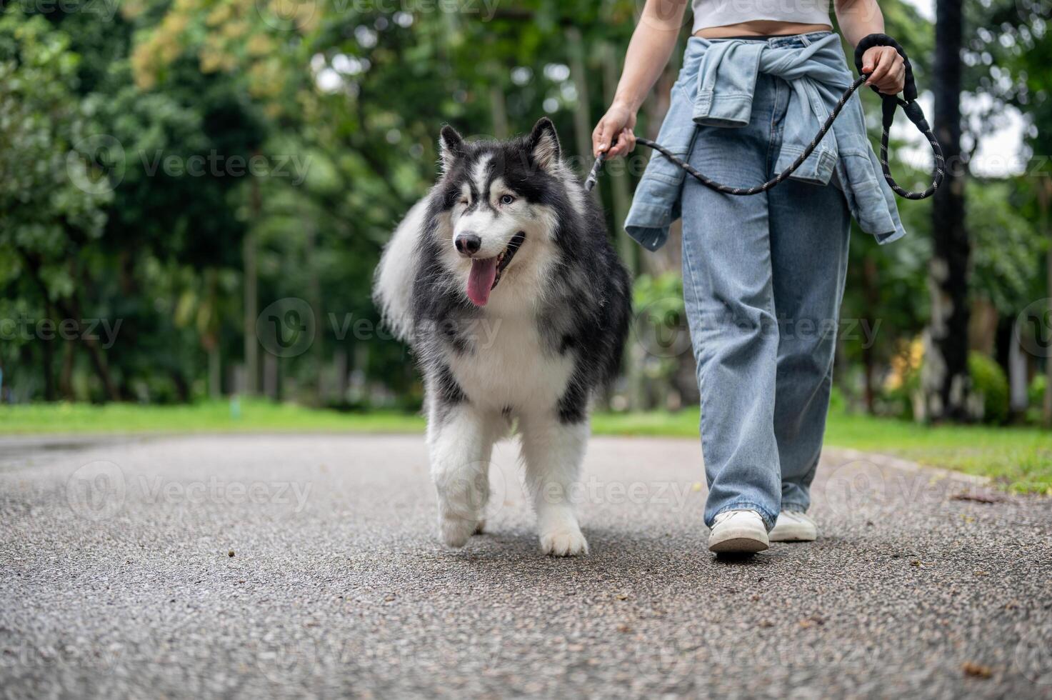 A woman is training her dog while walking it on a leash in a green park. photo