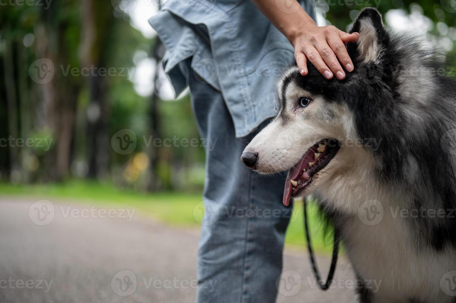 A close-up of a beautiful Siberian husky on a leash in a green park. photo