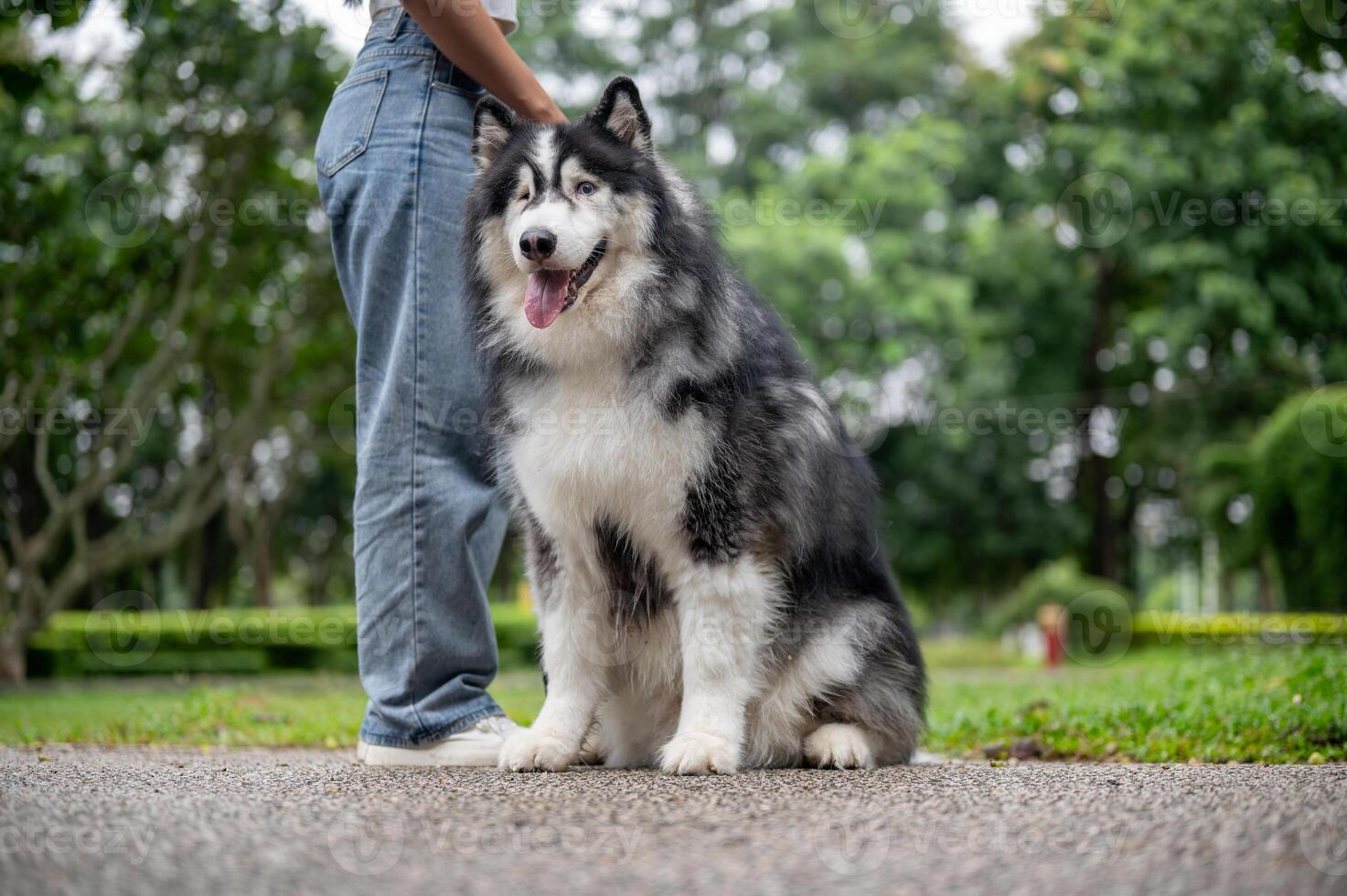 A well-trained Siberian husky dog is sitting on a street in a park, obeying its owner's commands. photo