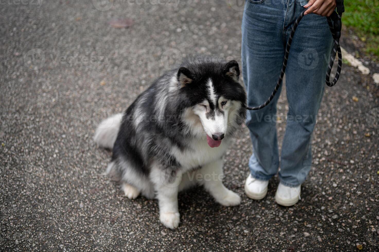 A healthy, fluffy Siberian husky dog is walking on a leash with its owner in a green park. photo