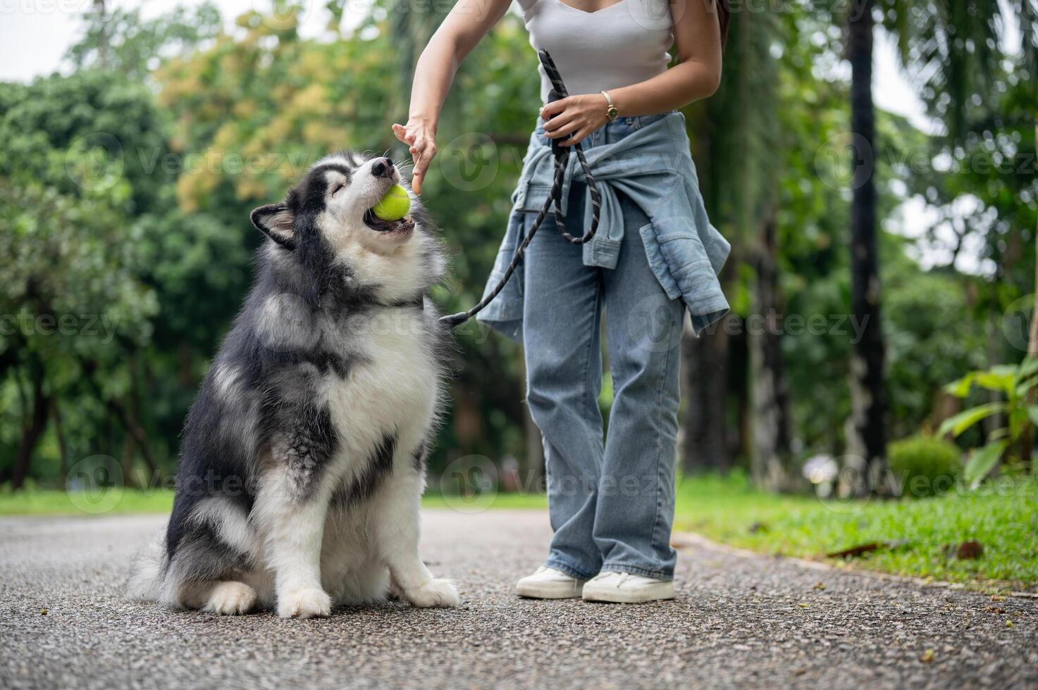 A happy Asian female dog owner is giving a tennis ball to her dog, training it to obey. photo