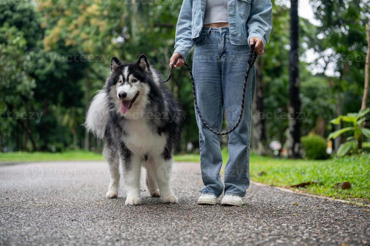 A healthy, fluffy Siberian husky dog is walking on a leash with its owner in a green park. photo