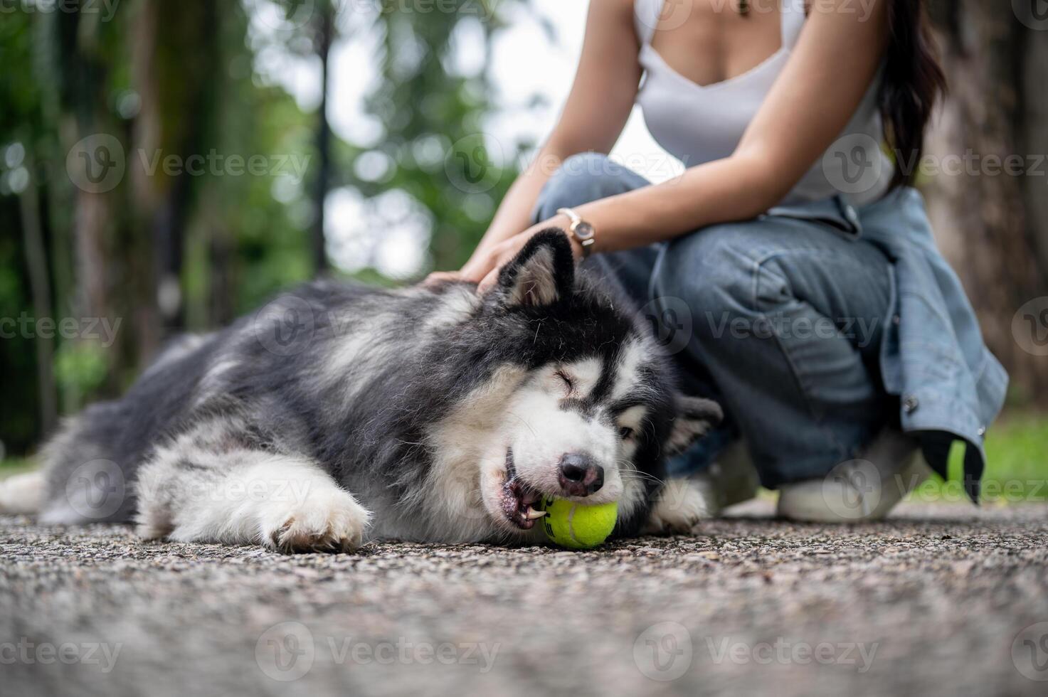 A playful Siberian husky dog lying on the street and playing a ball while its owner sitting nearby. photo