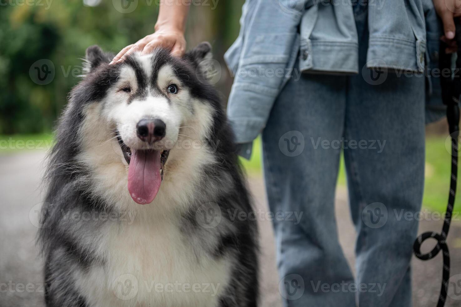 A beautiful Siberian husky dog smiles at the camera while spending time in a park with its owner. photo