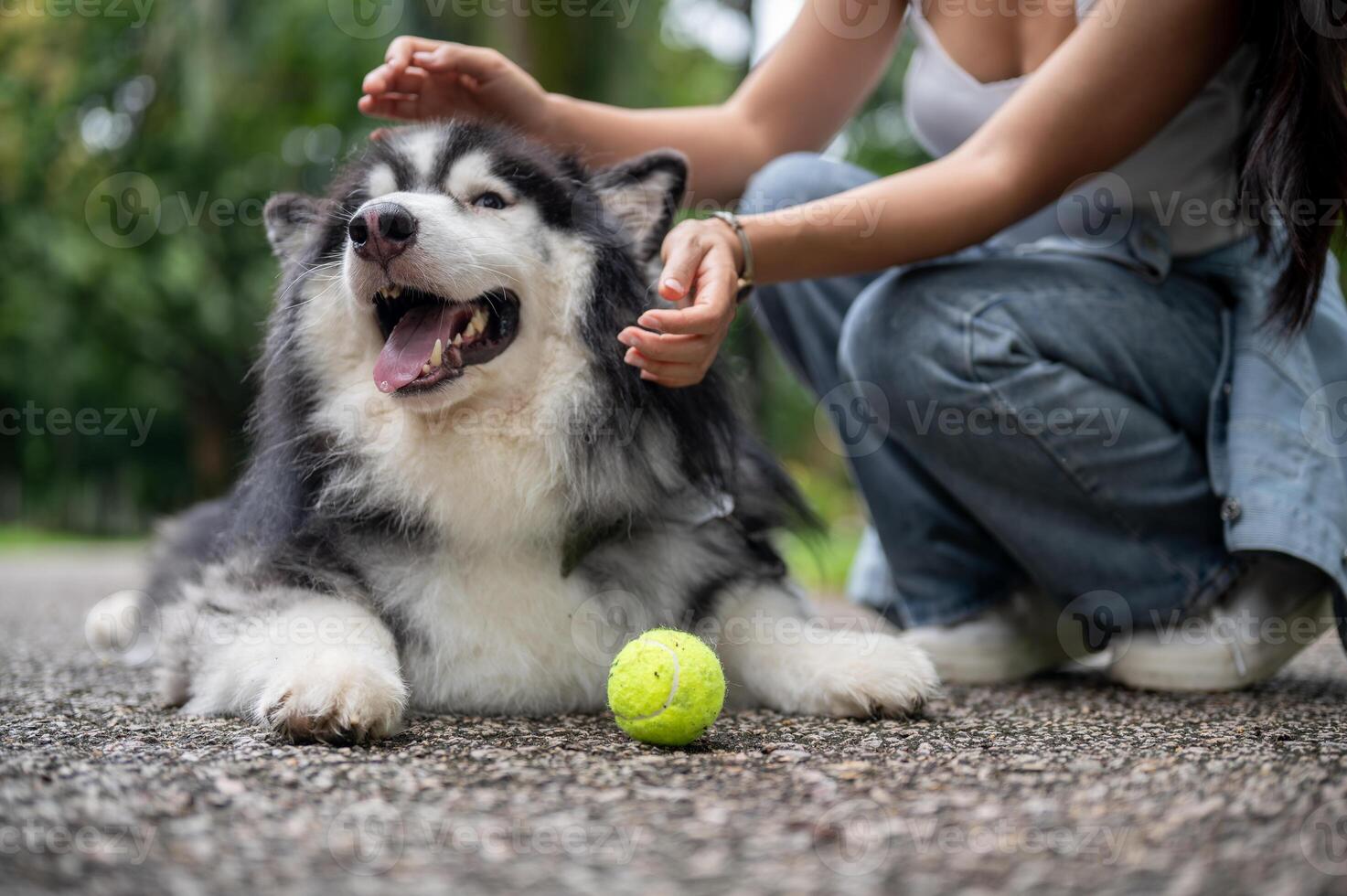 A playful Siberian husky dog lying on the street in a park and playing with a ball and its owner. photo