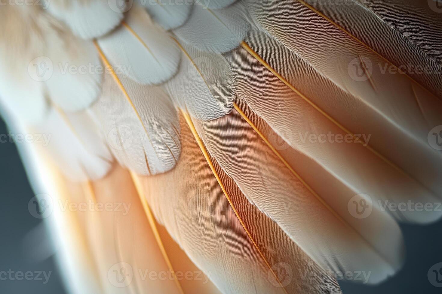Detailed close-up of delicate bird feathers showcasing intricate patterns and colors photo