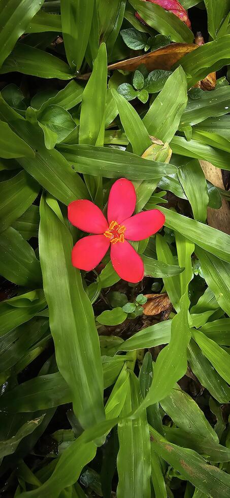 A red flower in the grass photo
