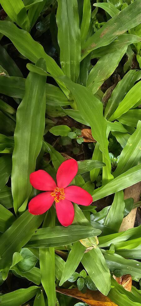 A red flower in a green plant photo