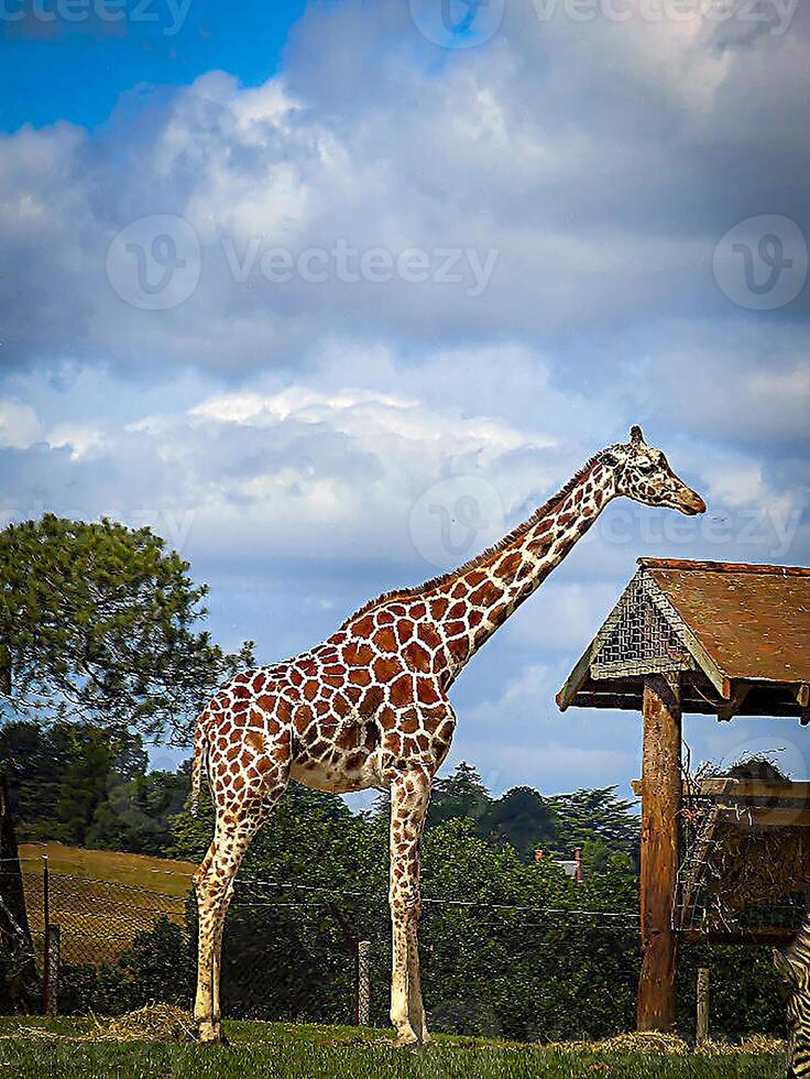The Angolan giraffe or Giraffa angolensis or Giraffa camelopardalis angolensis or Giraffa giraffa angolensis, also known as the Namibian giraffe or smokey giraffe good for animal catalogue content photo
