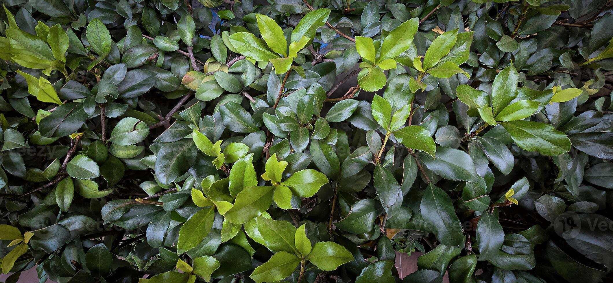 Indian hawthorn shrub with lush green leaf foliage, botanical and natural leaf theme wallpaper background photo