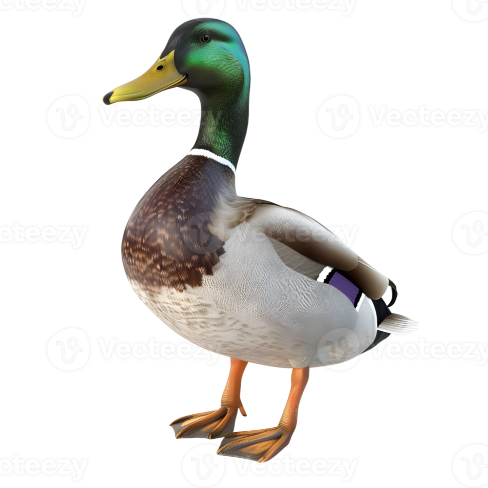 Mallard Duck Standing Isolated on Transparent Background png