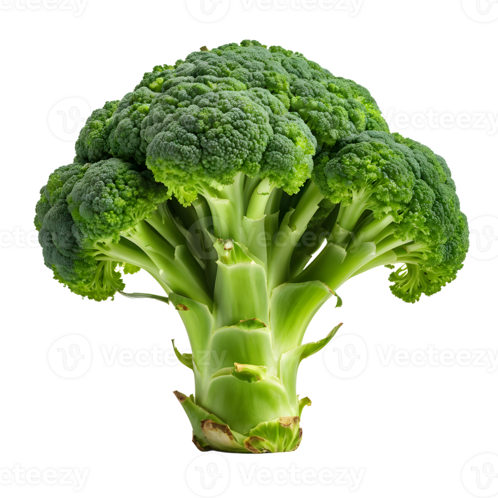 Fresh Green Broccoli Floret png