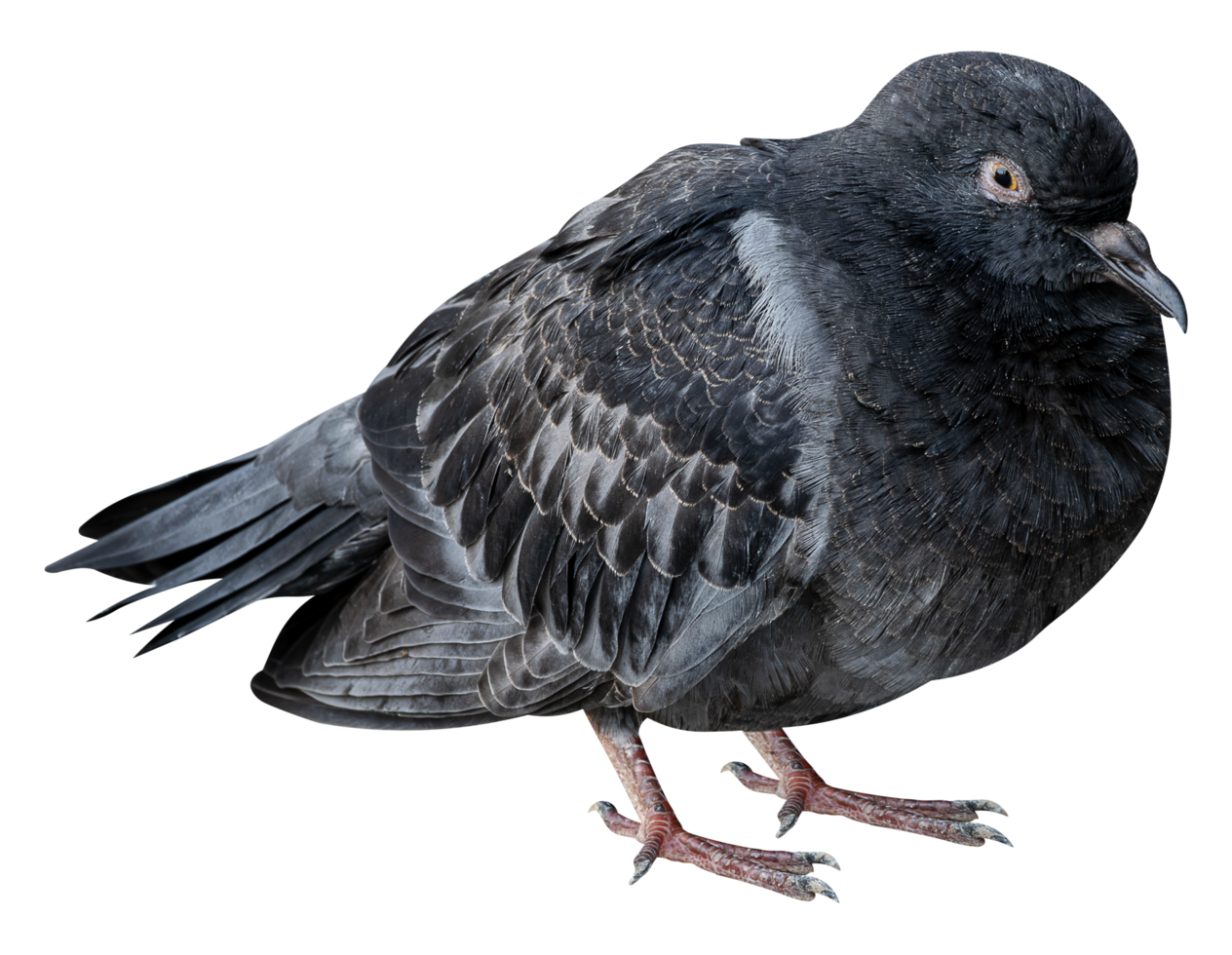 Pigeon bird or Columba livia png