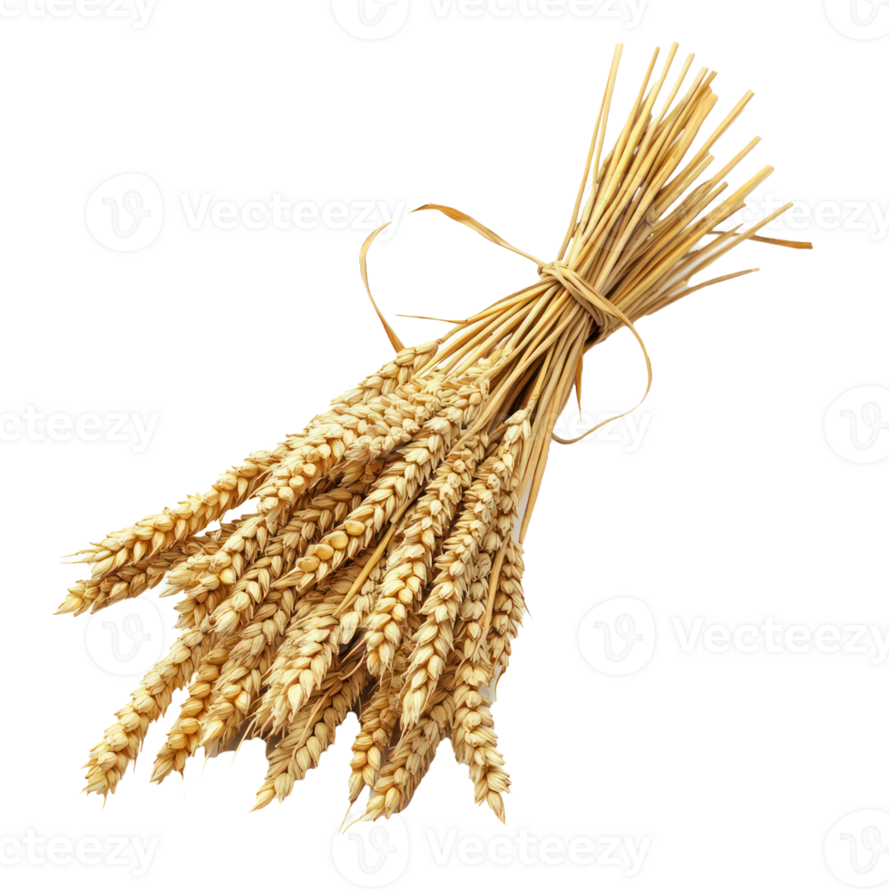 Closeup of Bunch of wheat ears isolate on transparent background png