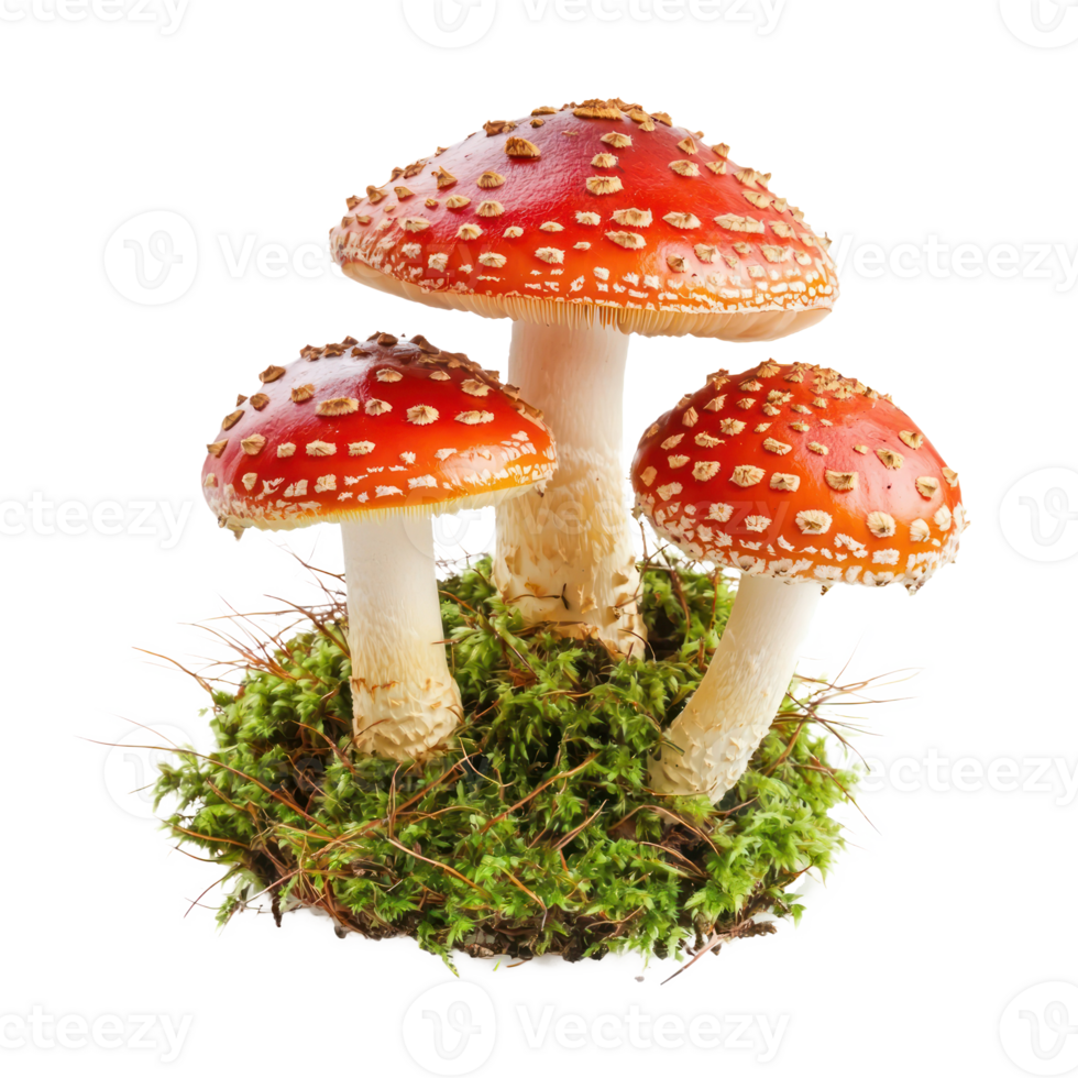 Red fly agarics in green moss isolate on transparent background png