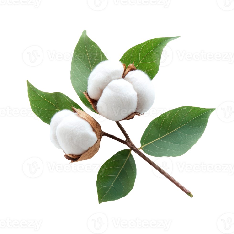 Cotton boll with leave isolate on transparent background png