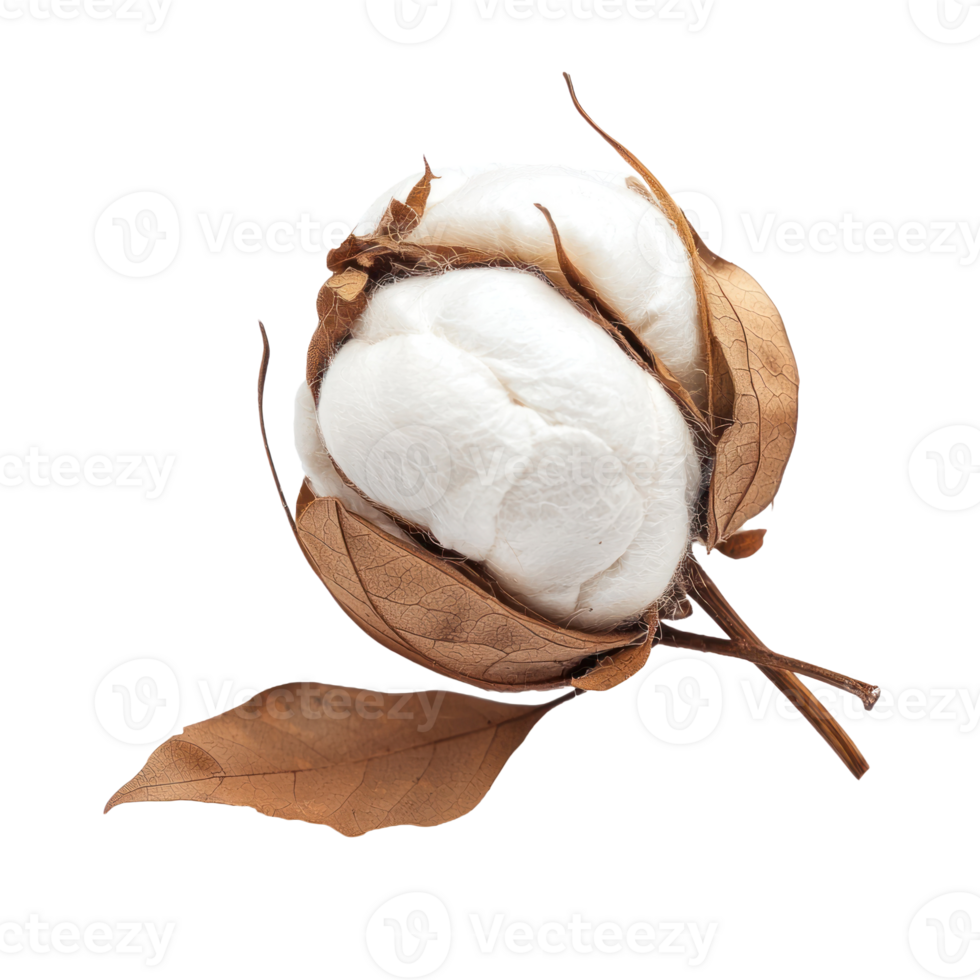 Cotton boll with leave isolate on transparent background png