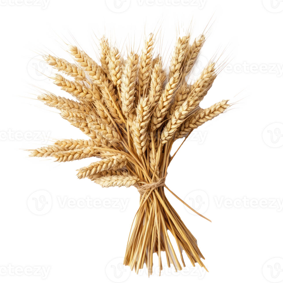 Closeup of Bunch of wheat ears top view isolate on transparent background png