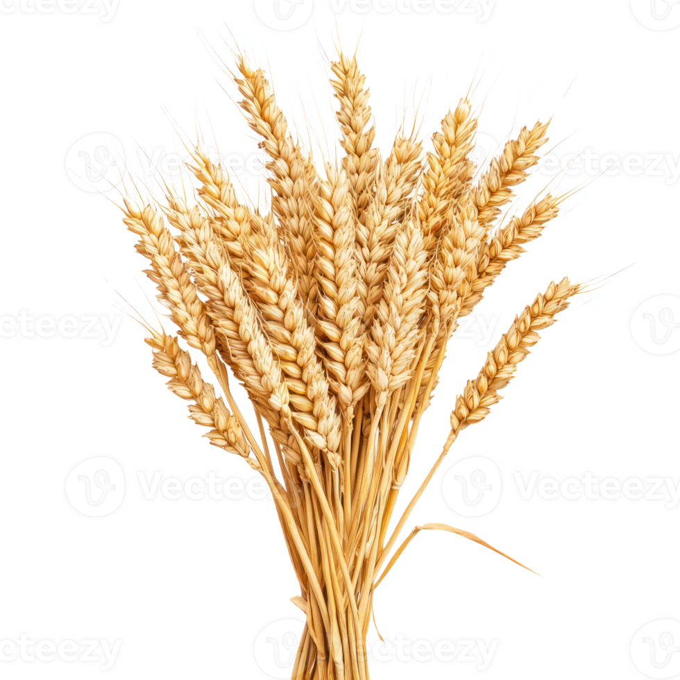 Closeup of Bunch of wheat ears front view isolate on transparent background png