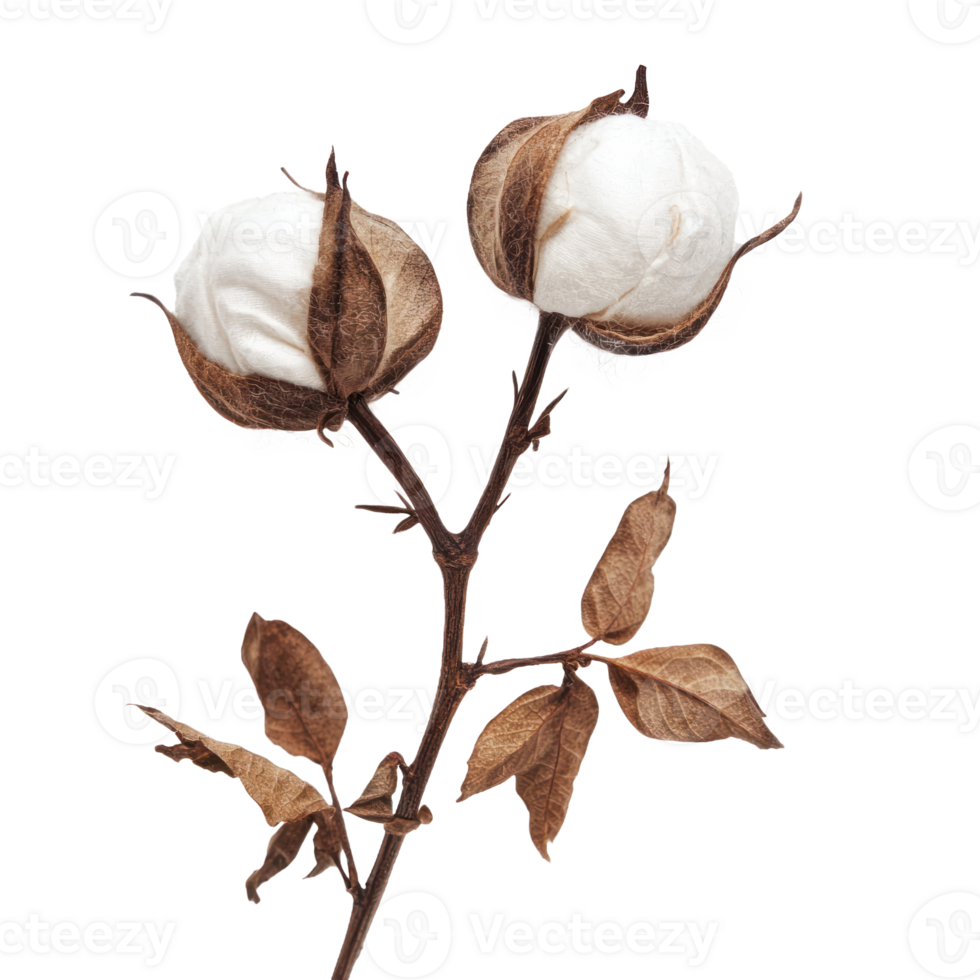 Cotton boll with leave isolate on transparent background png