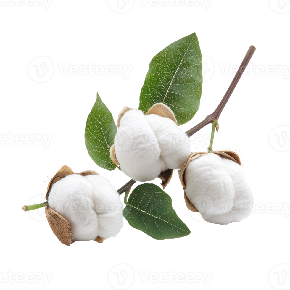 Cotton boll with leaves isolate on transparent background png