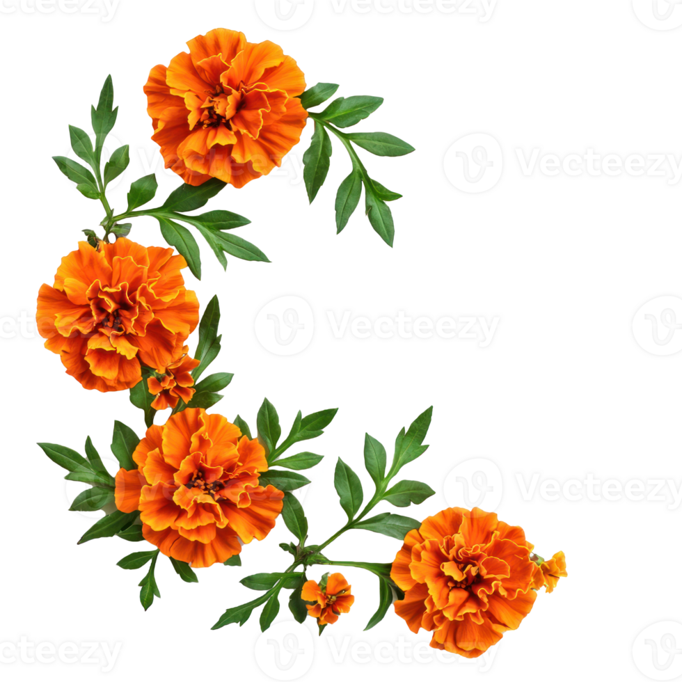 Corner style of orange marigold flowers with green leaves top view isolate on transparent background png
