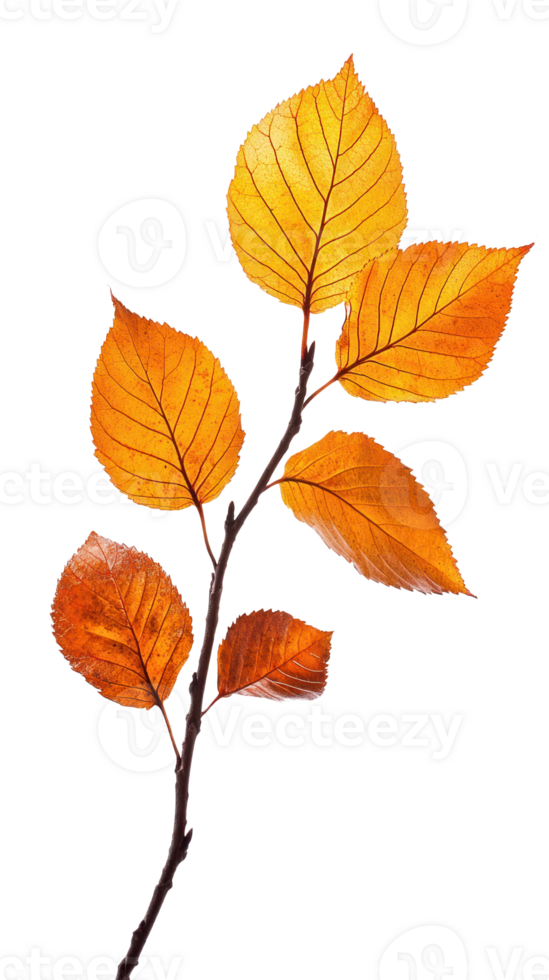 Autumn branch with only one Leaf isolate on transparent background png