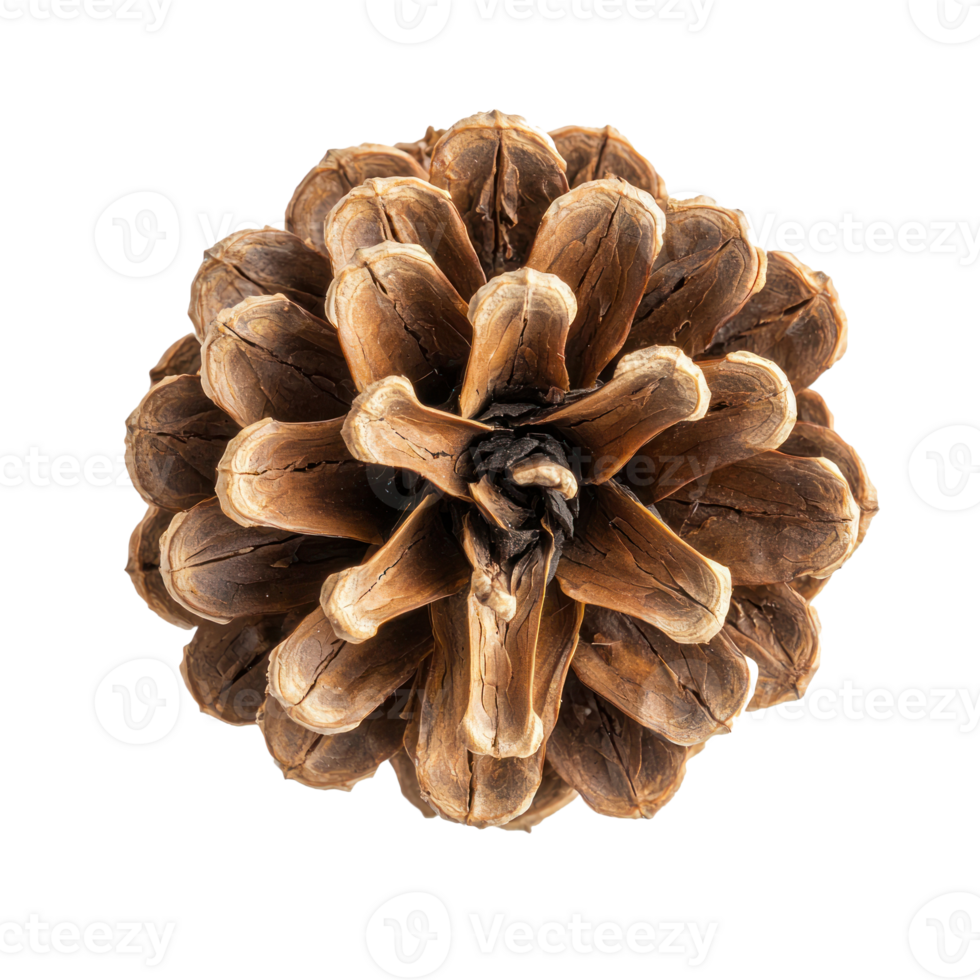 Pine cone top view isolate on transparent background png